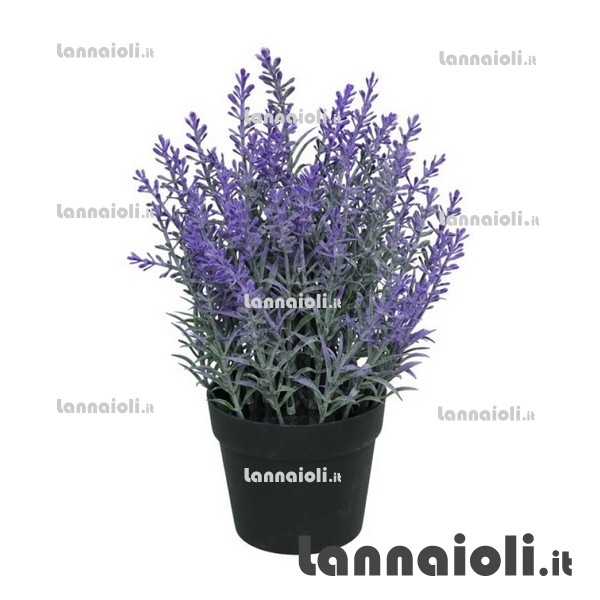LAVANDA IN VASO H.25 